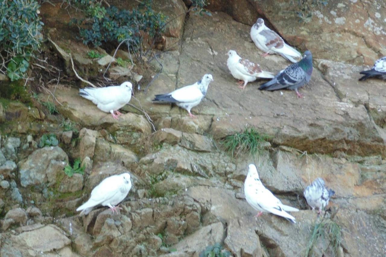 Olenia Residence Ajía Pelajía Kültér fotó